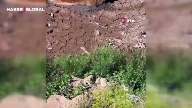Bataklığa saplanan ineği itfaiye kurtardı