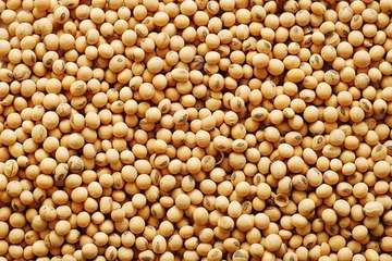 लिवाली निकलने से सोयाबीन व सरसों के भावों में तेजी रही