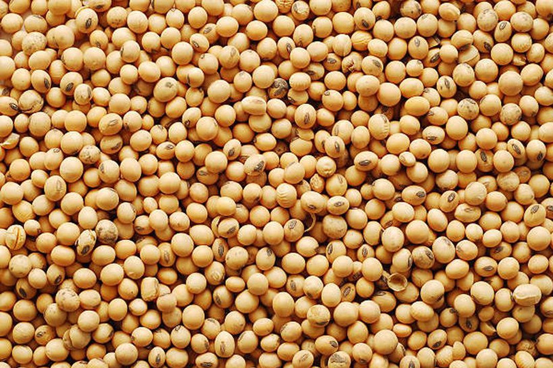 लिवाली निकलने से सोयाबीन व सरसों के भावों में तेजी रही