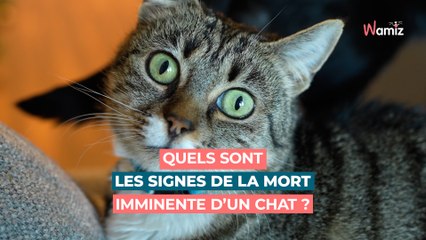 Chat mourant : que font les chats quelques jours avant de mourir, quels sont les signes ?