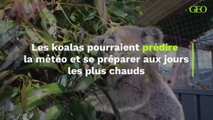 Les koalas pourraient prédire la météo et se préparer aux jours les plus chauds
