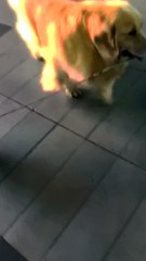 Funny animal dogs Activity just like a army.... 