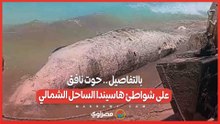 بالتفاصيل .. حوت نافق على شواطئ هاسيندا الساحل الشمالي