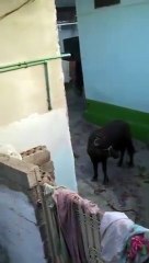 The sacrificial animal created havoc in the house and people shot it and made the situation worse.