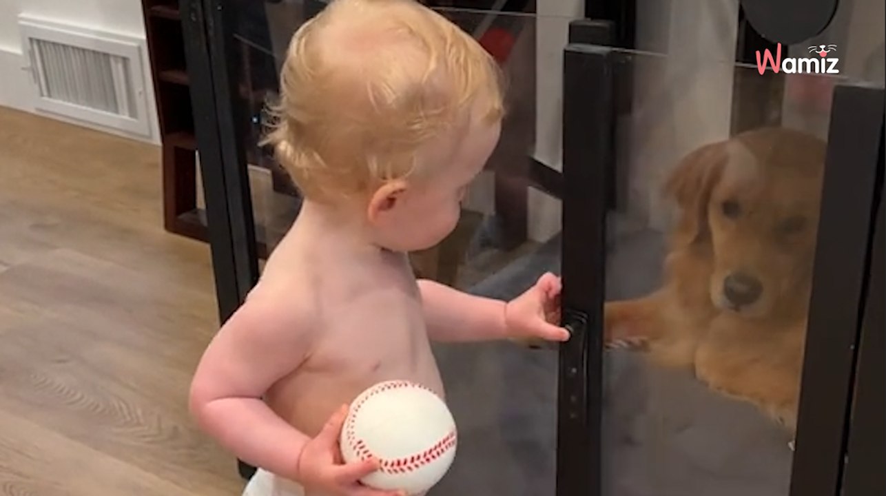 Golden Retriever soll in die Hundebox: Was ein Baby macht, könnte lustiger nicht sein