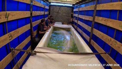 Two beluga whales transferred from Ukraine to Spain in high-risk operation