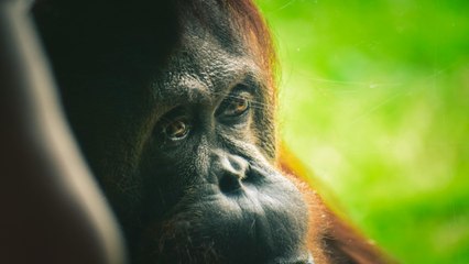 Descubren orangután de Sumatra que se auto cura utilizando planta medicinal