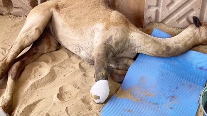 Camel leg cut incident update _ Camel ko karachi shift kar diya gaya _ New leg lage ge