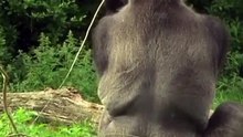 Silverback Gorilla | Behavior of gorillas in Hindi (part 2)