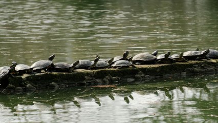 Tráfico ilegal de especies amenaza para la biodiversidad mundial