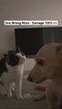 The dog knows he is in big trouble  Poor Dog #viral #funny #trending #top