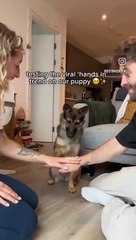 Diferentes tipos de reacciones de perros al trend viral de las manos