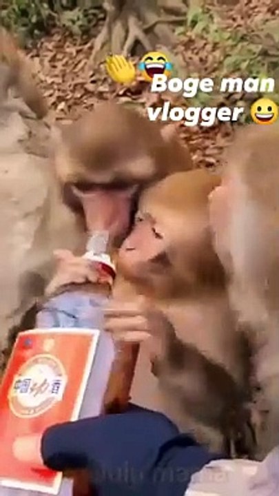 Monkeys fun