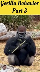 Silverback Gorilla Behavior | Gorilla Amazing Animals (part 3)