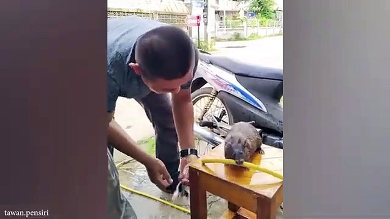 New_Funny_Animals_Video_2024__Best_Funny_Cats_and_Dogs_(360p)