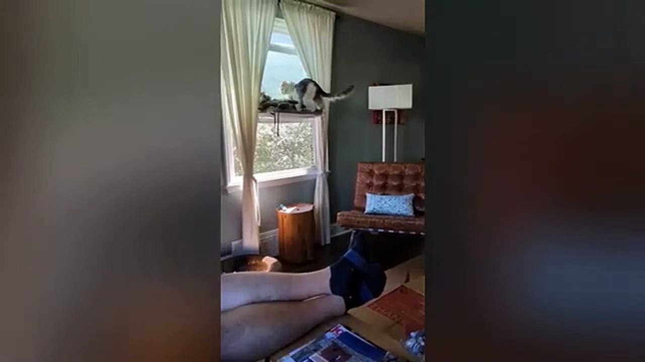 Funniest_Animals_Complication_New_Funny_Cat_Videos_#4(360p)
