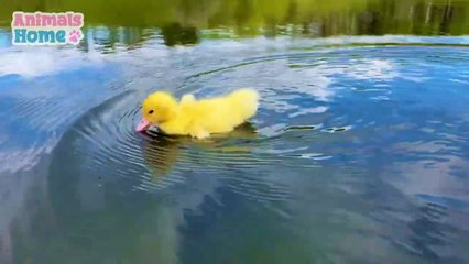 Doctor bibi helps duckling stuck in a storm and he's very careful friend