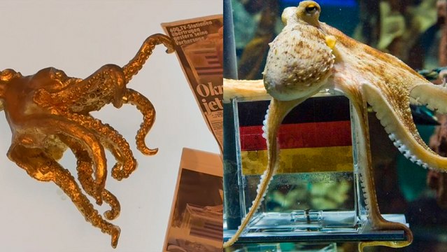 El Pulpo Paul reaparece en Alemania 14 años después de predecir el triunfo de España en el Mundial de Sudáfrica