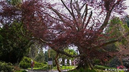 Polen: Hier wächst Europas schönster Baum 2024