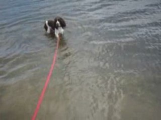 bramble et georgie au lac