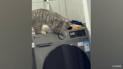 Laugh all day with these funny cat videos! Funny Cats