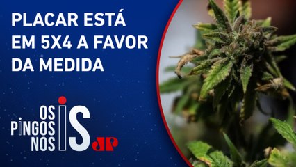 STF vota descriminalização do porte de maconha