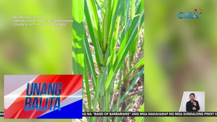 下载视频: Mga pananim ng mais at tubo sa ilang bahagi ng Negros Occidental, pinepeste ng mga armyworm at earworm | Unang Balita