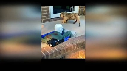 Funny Animals__ Pets