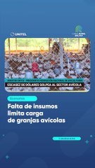 Falta de insumos limita carga de granjas avícolas