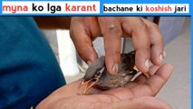 Myna ko karant lag gya | myna | myna bird | गरसल्ली | मैना पक्षी