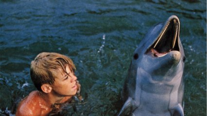 Beliebte Delfin-Serie aus den 60ern: Das machen die "Flipper"-Stars heute