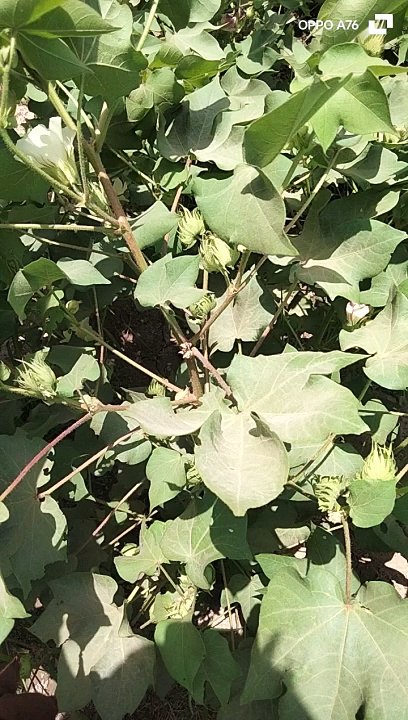 Cotton crop