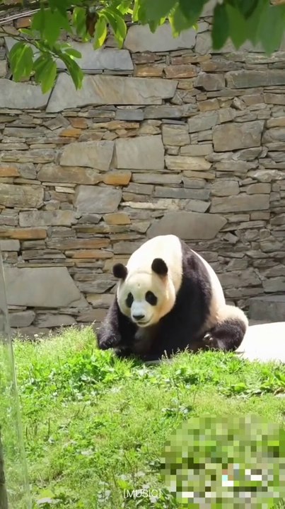 Panda in action