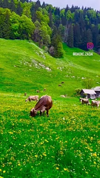 VID_28690201_063054_297