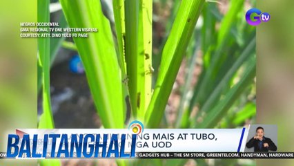 Ilang taniman ng mais at tubo, pinepeste ng mga uod | Balitanghali