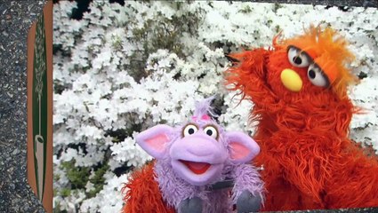Sesame Street: The Coffee Plant (Season 44, Latin Spanish, HBO)
