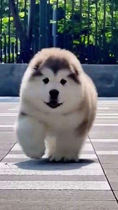 Loaded Lawa cutness.....