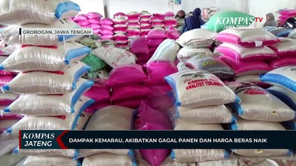 Dampak Kemarau, Akibatkan Gagal Panen dan Harga Beras Naik