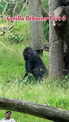 Gorilla Power | gorilla social behavior in hindi (part 4)