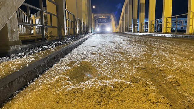 Birgün sineklerinin 'ölüm uçuşu' başladı