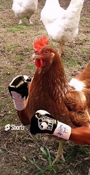 Khawab me murghi dekhne ki tabeer