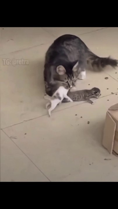 Funniest Cat And Dogs|Funny Animals Compilation | Epi #19