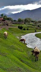 Mountains hills| Green valley | Beautiful ❤️ Natural Scene | Attractive beauty 