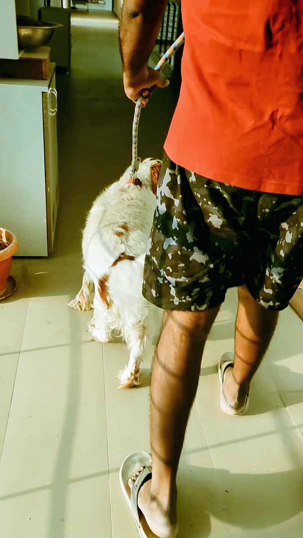 ⁣Pet walking