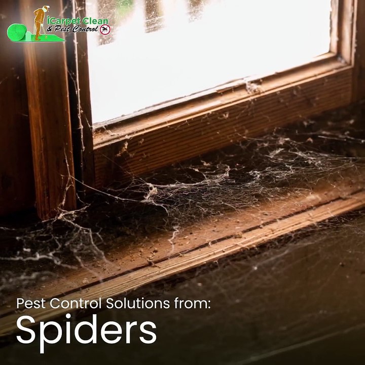 Pest Control Solutions in Pimpama