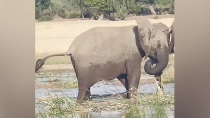 This Polar Bear Messed with the Wrong Opponent