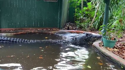 The Largest Snake was caught On Camera Is that a Titanoboa