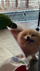 Watch This Playful Pom Get Teased by a Cheeky Bird