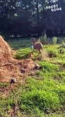 Donkeys Play Too! Watch This Adorable Donkey Master the Jolly Ball