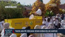 Tradisi Lawa Pipi, Mengarak Hewan Kurban Keliling Kampung